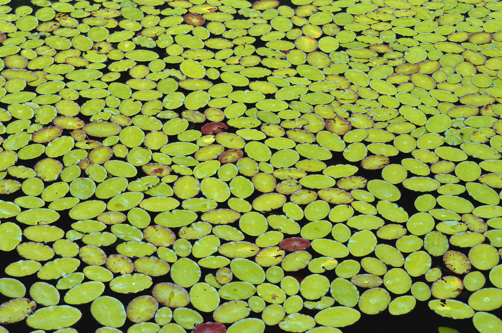 Detail of Lily Pads Covering Lake Surface by Anonymous