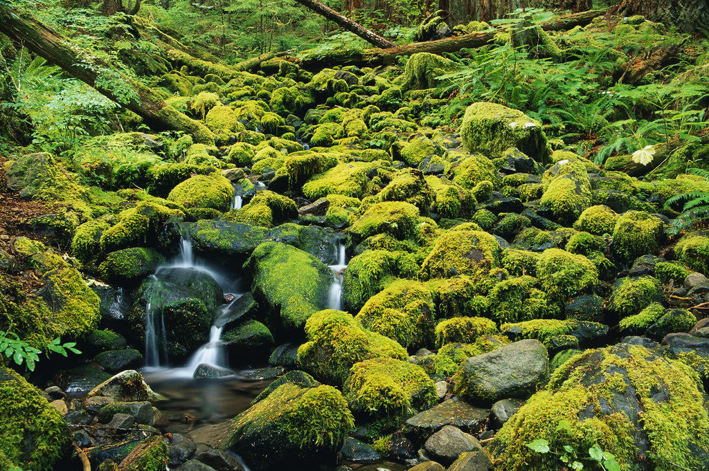 Detail of Stream Flowing Through Moss Covered Rocks by Anonymous