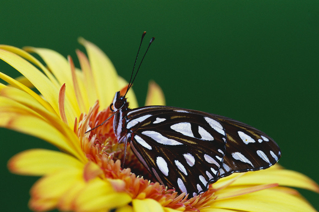 Detail of Fritillary Butterfly on a Daisy by Anonymous