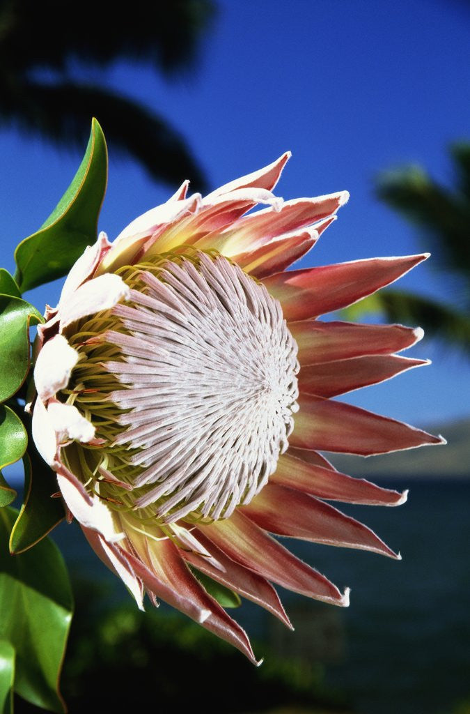 Detail of King Protea on Maui by Anonymous