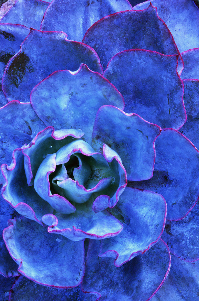 Detail of Succulent on Maui by Anonymous