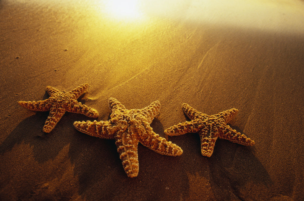 Detail of Starfishes on Maui Beach by Anonymous