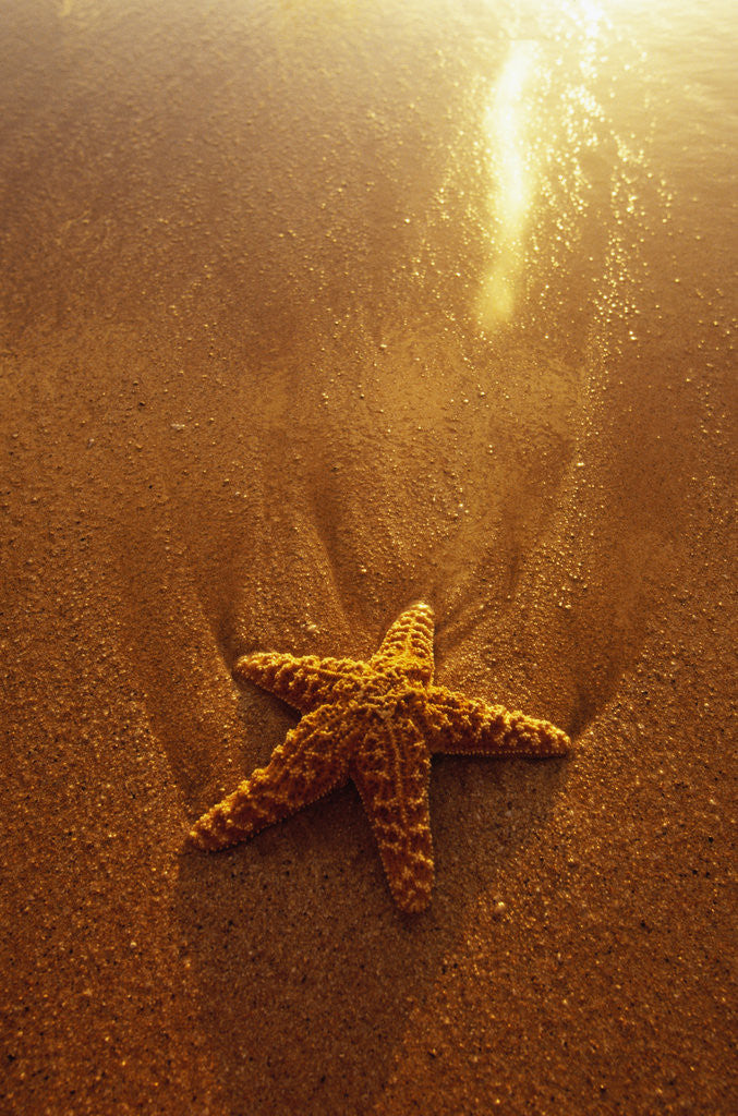Detail of Starfish on Maui Beach by Anonymous
