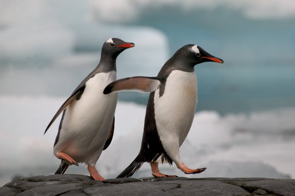 Detail of Two Gentoo Penguins by Anonymous