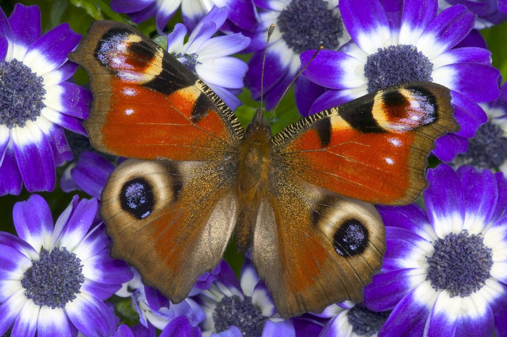 Detail of Butterfly on Purple Daisies by Anonymous