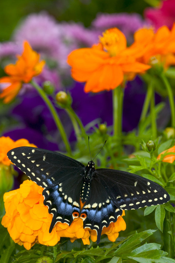 Detail of Butterfly on Yellow Flowers by Corbis