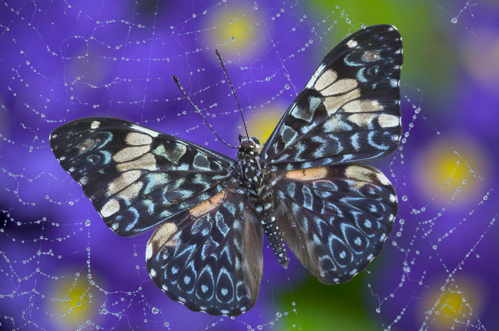 Detail of Hamadryas Butterfly Caught in a Spiderweb by Anonymous