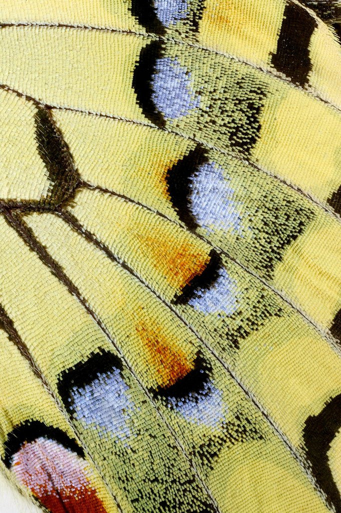 Detail of Wing of a Butterfly by Anonymous
