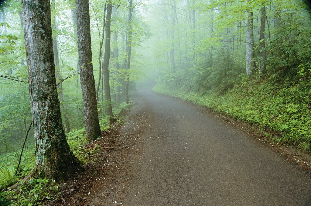 Detail of Road in Great Smoky Mountains National Park by Anonymous