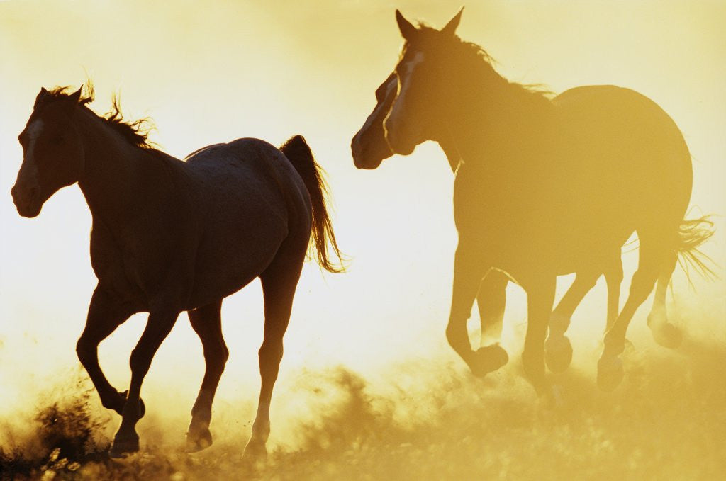 Detail of Horses Running at Sunset by Anonymous