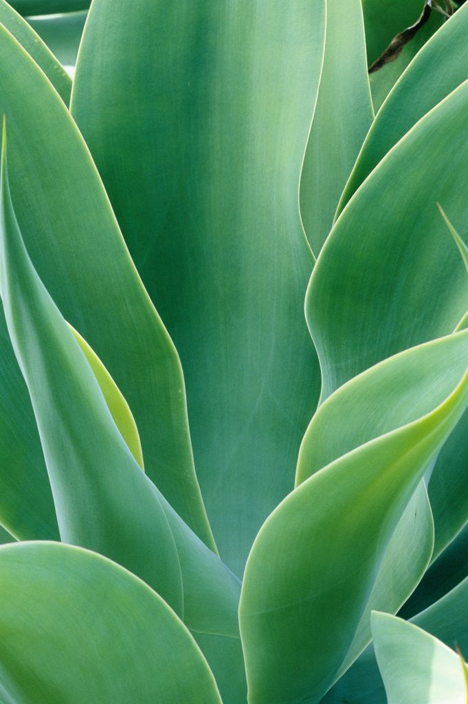 Detail of Agave Plant by Anonymous