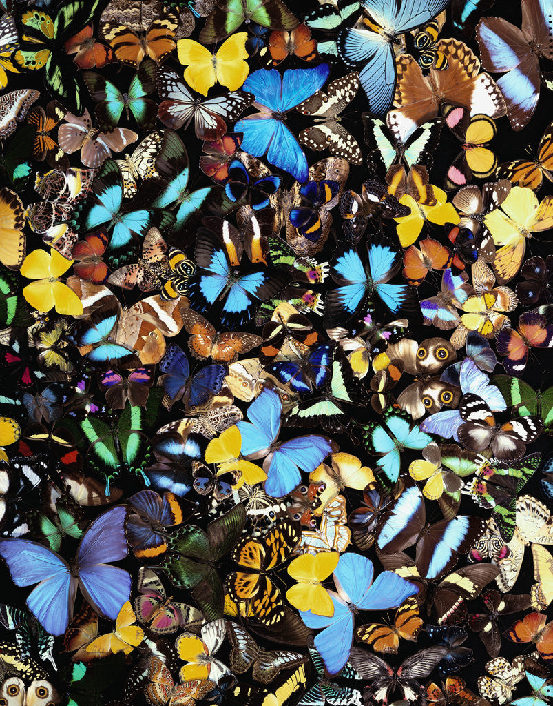 Detail of Butterflies by Corbis