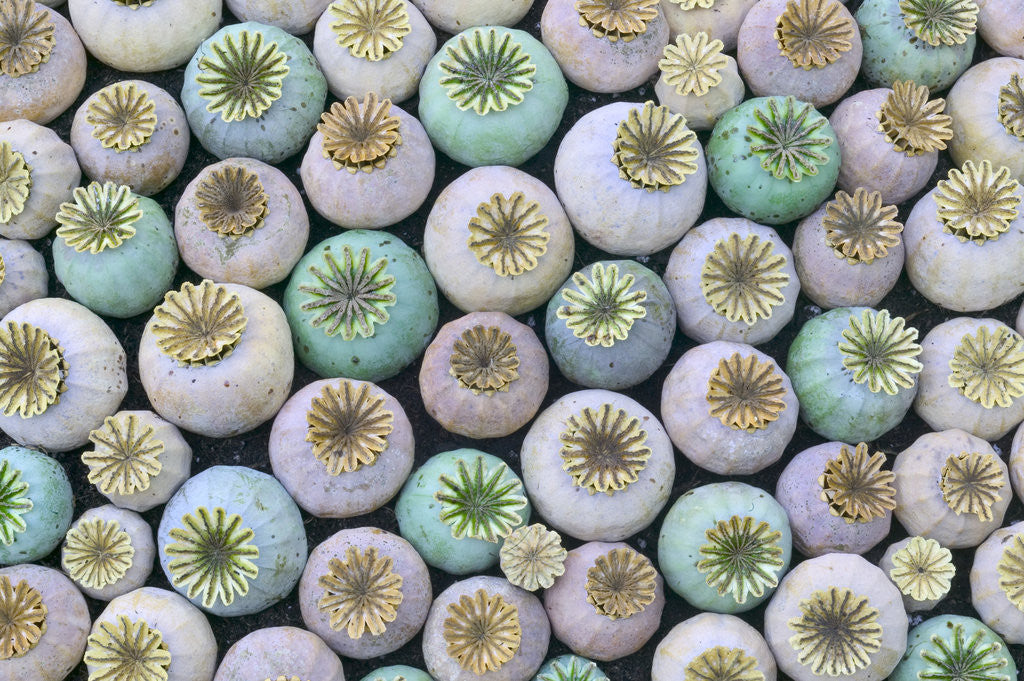 Detail of Dried and Green Poppy Seed Heads by Anonymous