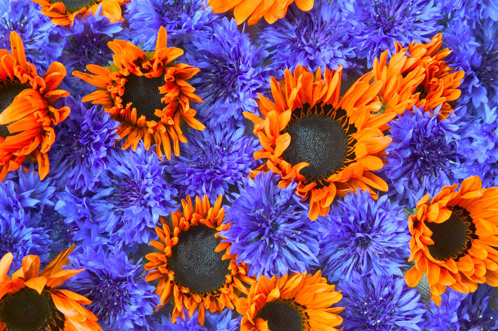 Detail of Blue Bachelor's Buttons and Orange Sunflowers by Anonymous