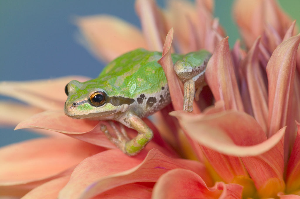 Detail of Pacific Tree Frog in Dahlia by Anonymous