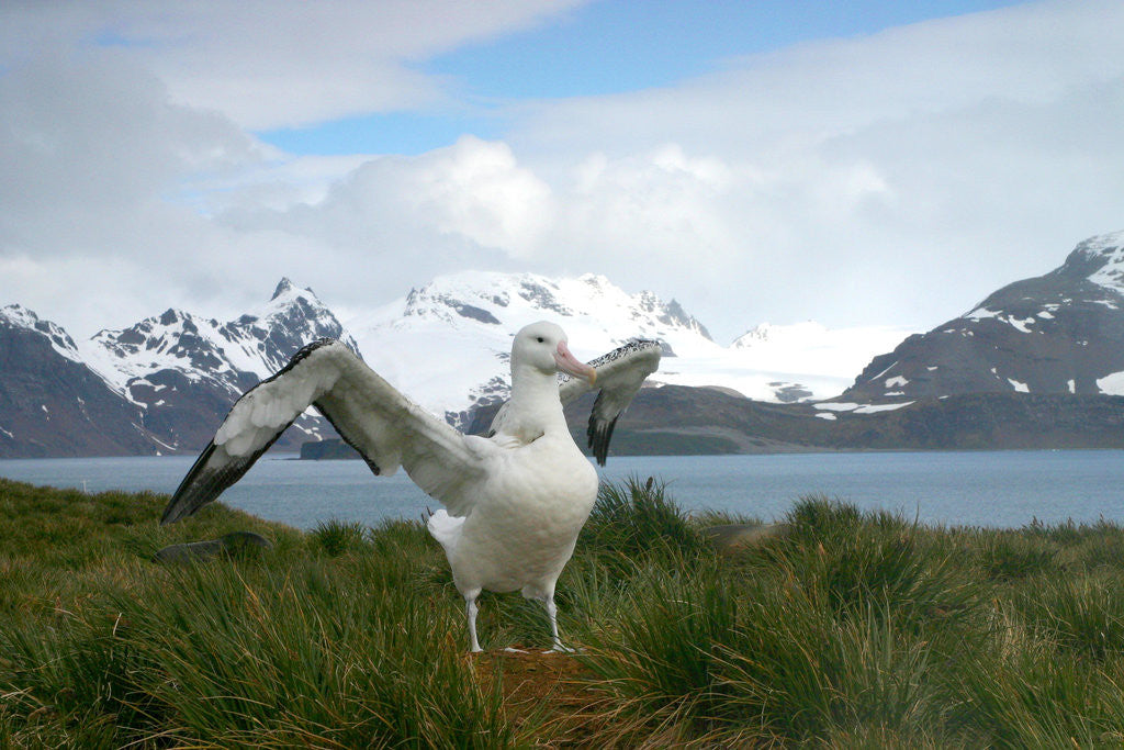 Detail of Wandering Albatross at Nesting Site on Albatross Island by Anonymous