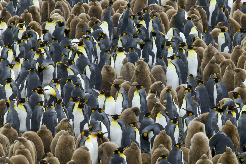 Detail of King Penguin Colony on South Georgia Island by Anonymous
