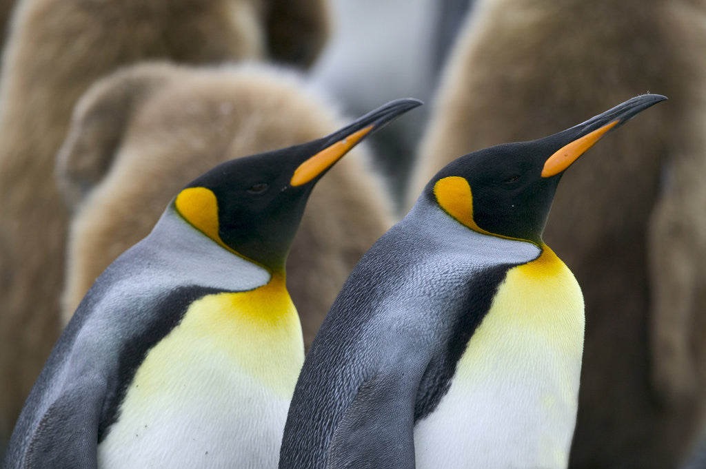Detail of Two Adult King Penguins by Juveniles by Anonymous