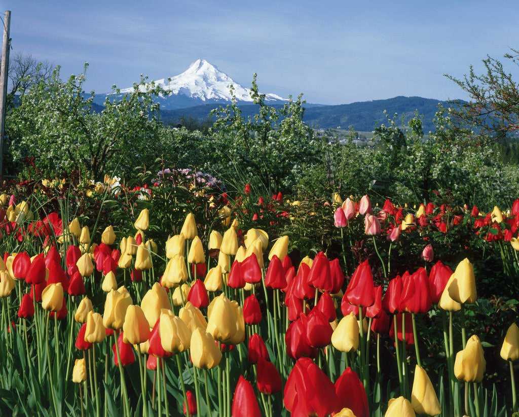 Detail of Mount Hood - Oregon by Anonymous
