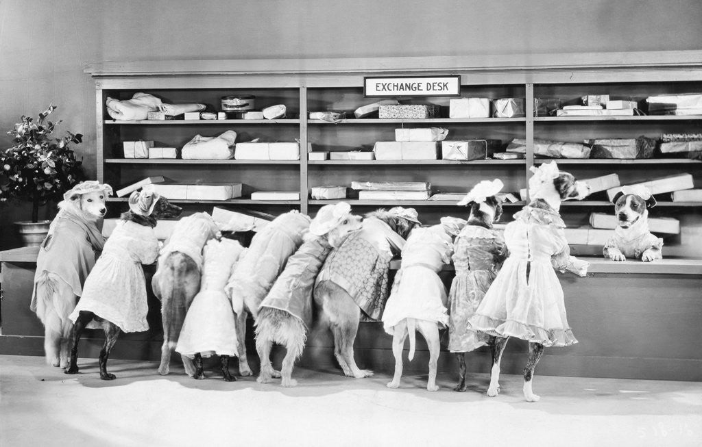 Detail of Dogs Dressed As Women At Exchange Desk by Corbis
