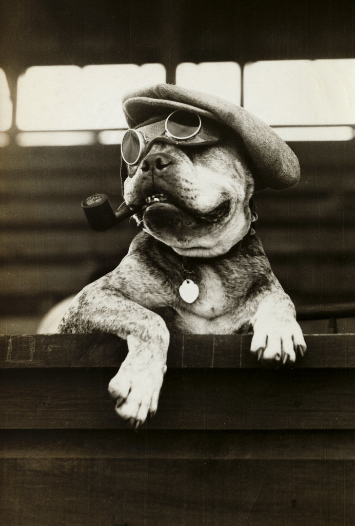 Detail of Dog Wearing Hat and Goggles by Anonymous