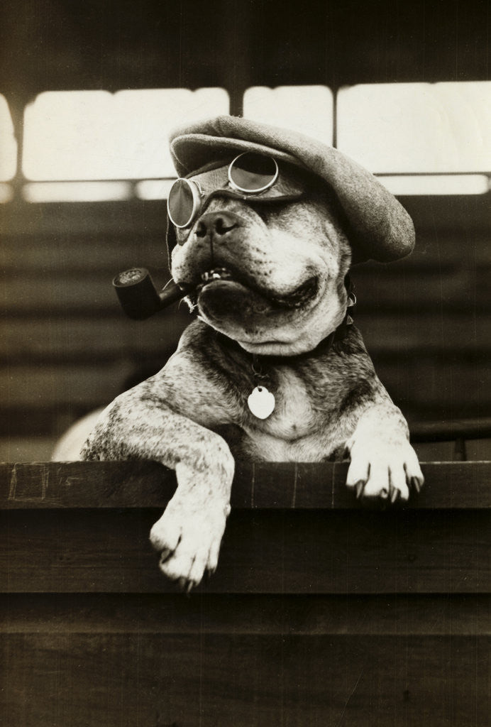 Detail of Dog Wearing Hat and Goggles by Corbis