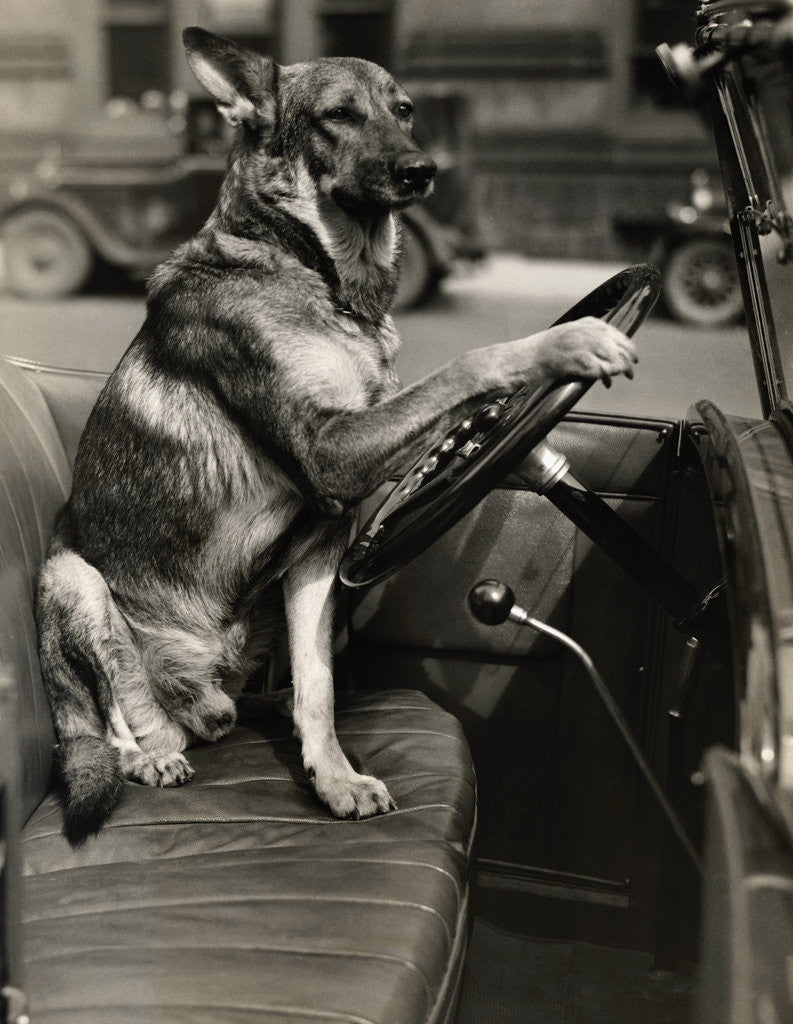 Detail of German Shepherd Driving a Car by Anonymous