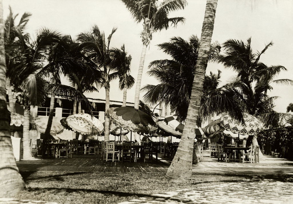 Detail of Umbrella Covered Tables Under Palm Trees by Anonymous
