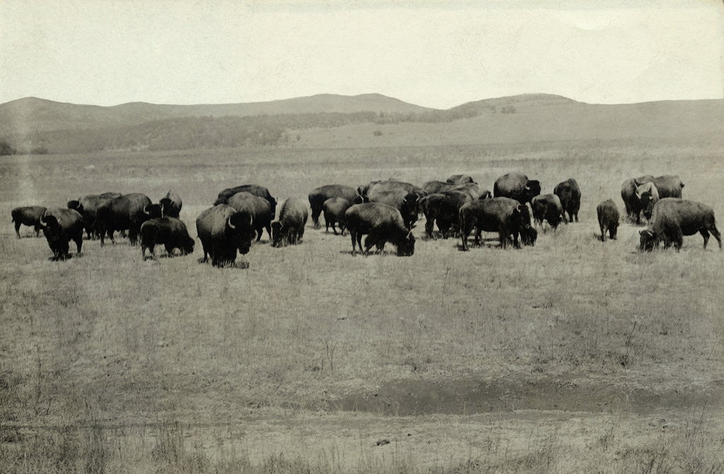 Detail of Herd of Buffalo Grazing by Anonymous