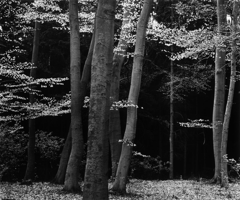 Detail of Beech Forest, Netherlands, 1971 by Anonymous
