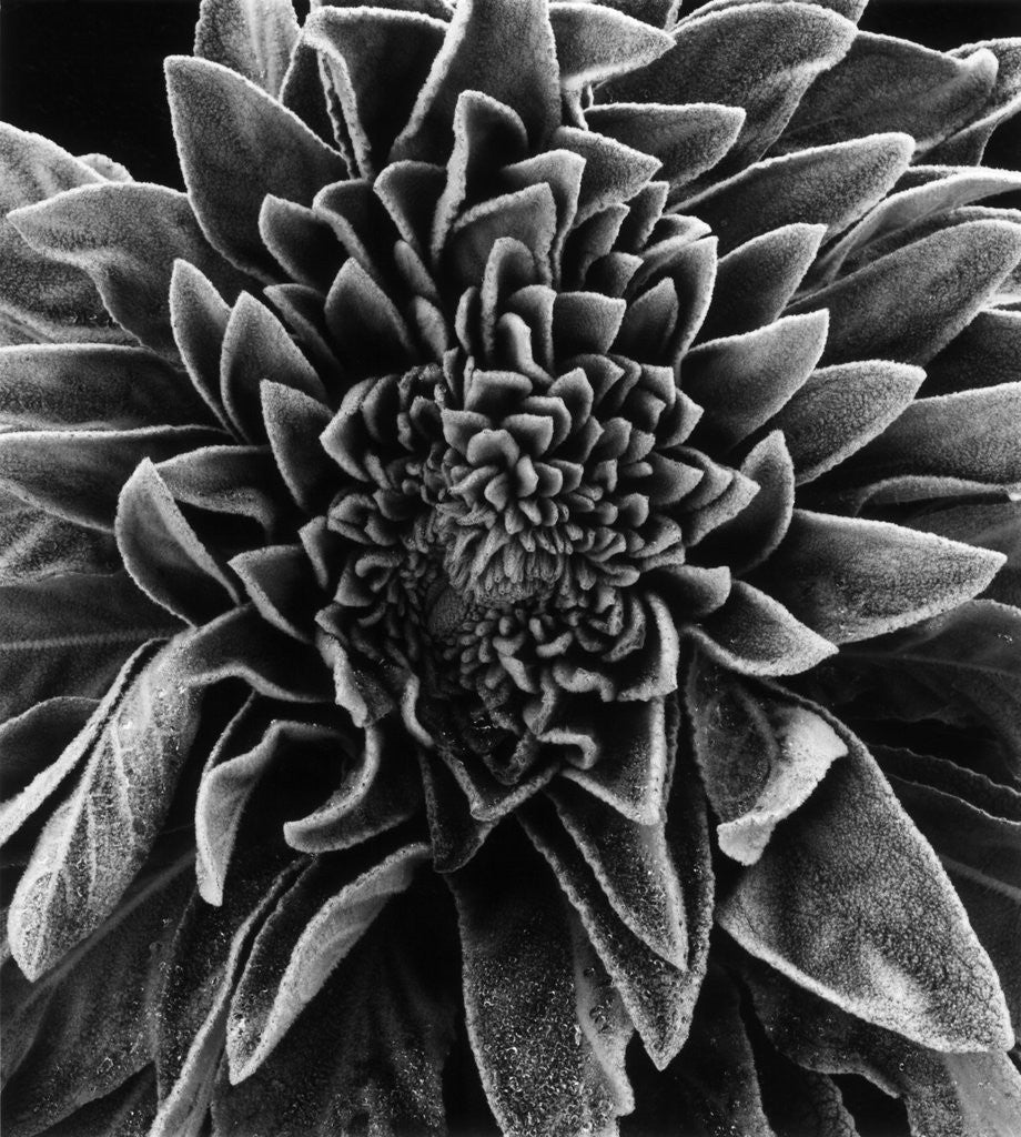 Detail of Velvet Leaved Plant by Brett Weston