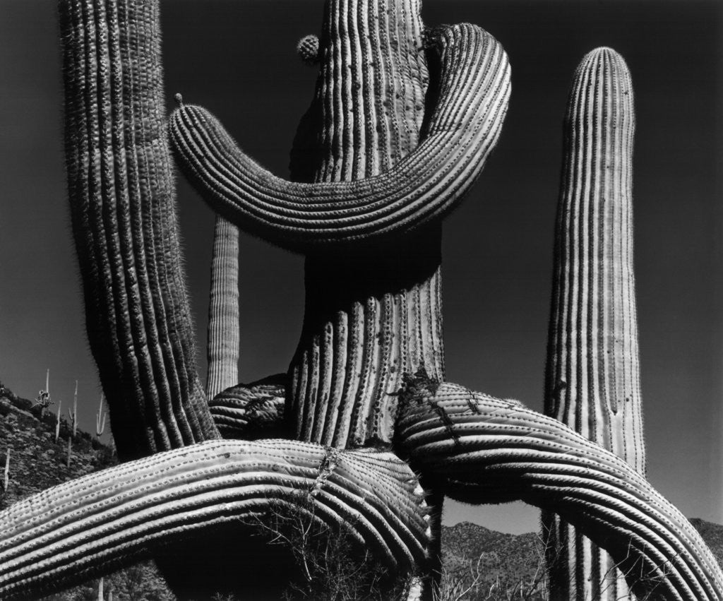 Detail of Tangled Arms of a Saguaro by Anonymous