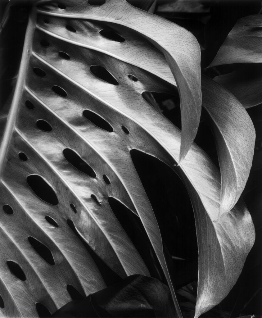 Detail of Leaf Composition by Anonymous