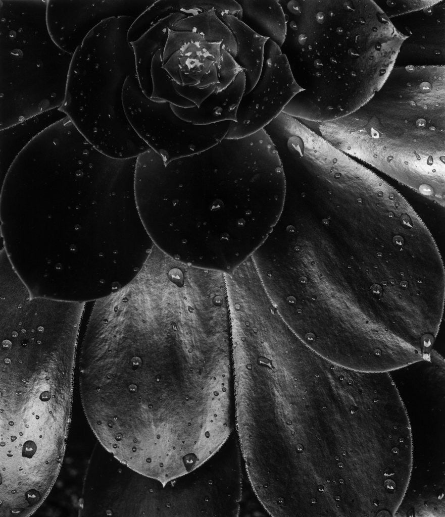 Detail of Droplets on a Succulent Plant by Anonymous