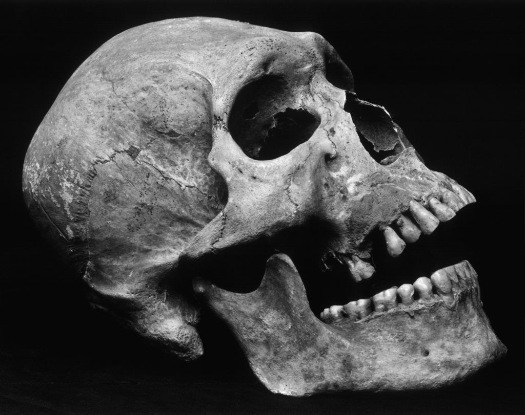 Detail of Human Skull by Brett Weston