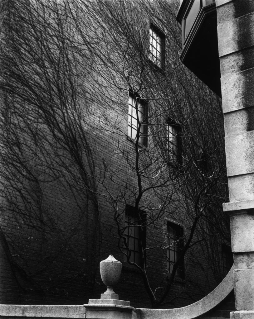 Detail of Vine-Covered Apartment Building, Manhattan, 1945 by Anonymous