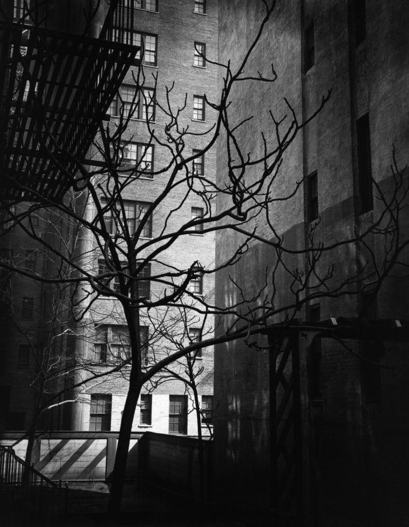 Detail of Bare Tree Below Buildings, Manhattan, 1944 by Anonymous