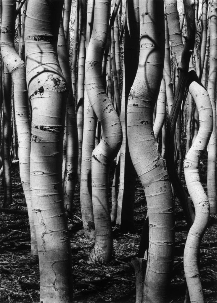 Detail of Trees, 1972 by Corbis