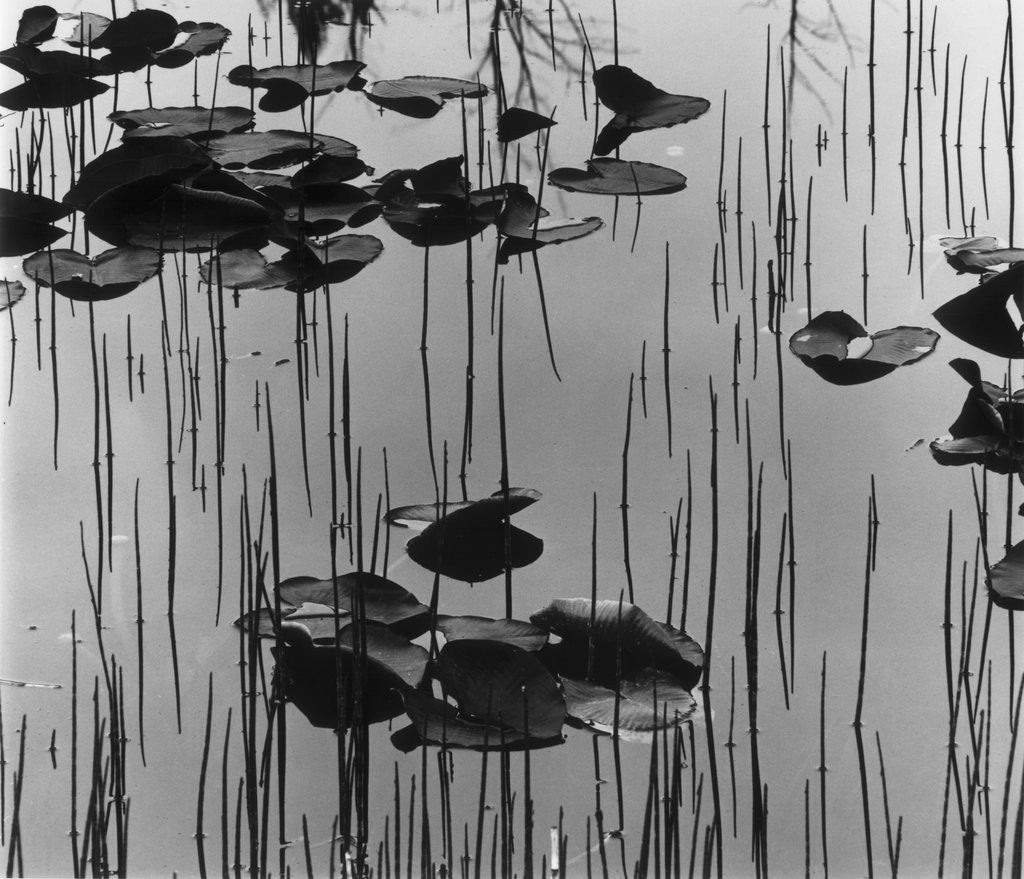 Detail of Reeds amd Lily Pads, Alaska, 1973 by Anonymous