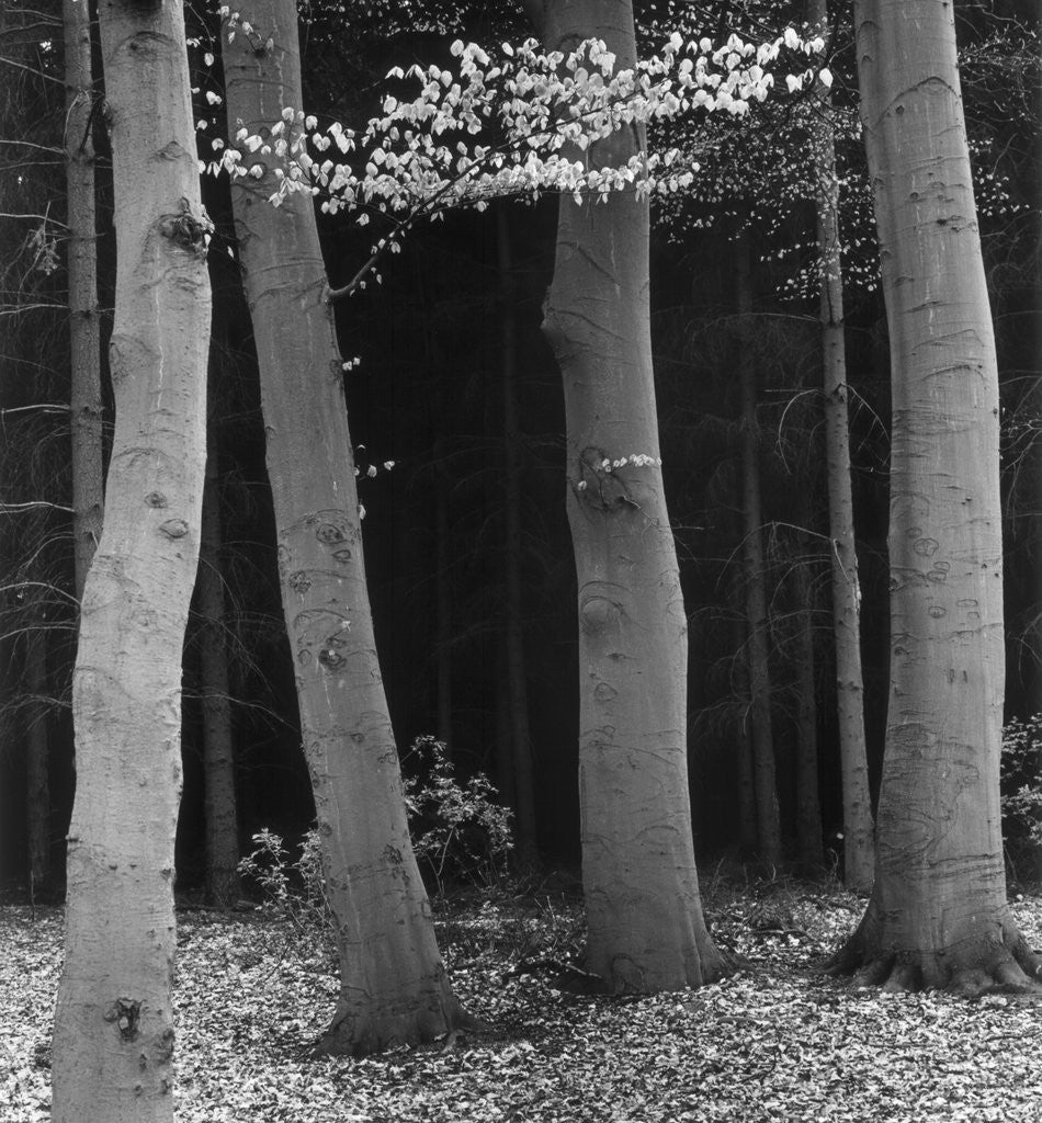 Detail of Beech Forest, Netherlands, 1971 by Corbis