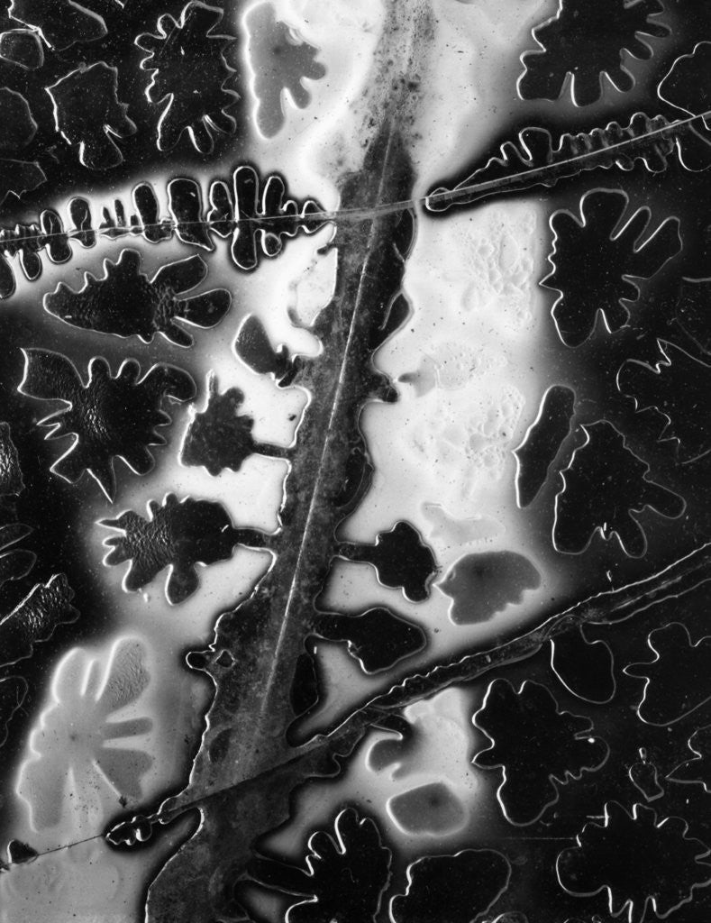 Detail of Ice Under Glass by Anonymous
