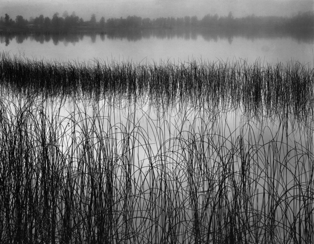 Detail of Grassy Marsh by Anonymous