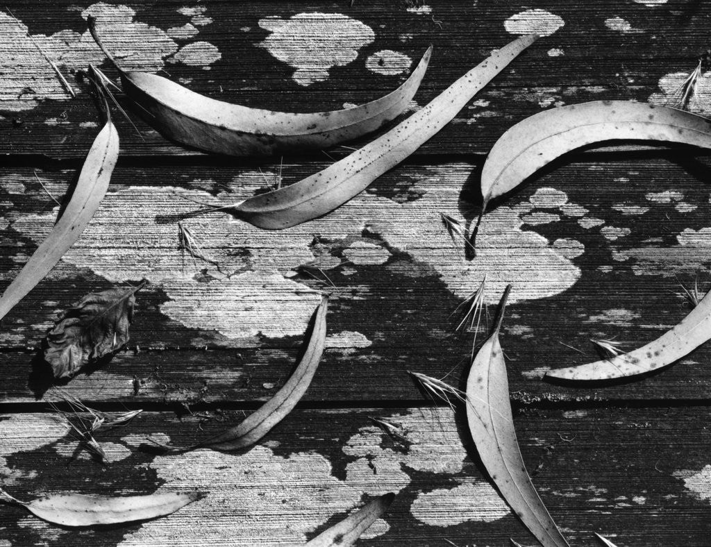 Detail of Eucalyptus Leaves by Anonymous