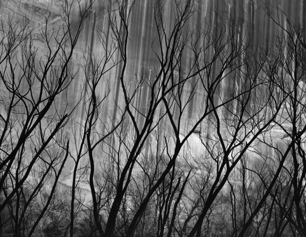 Detail of Trees at the Base of a Cliff by Anonymous