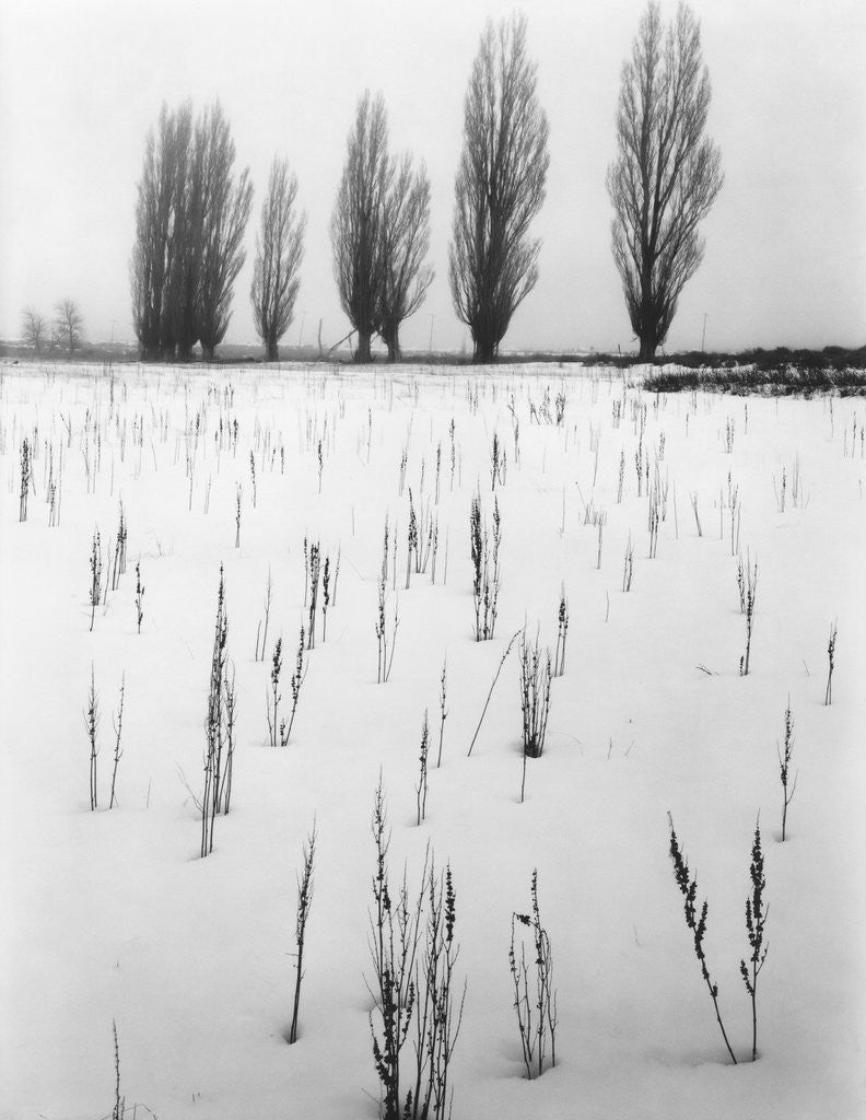 Detail of Snowy Landscape by Anonymous