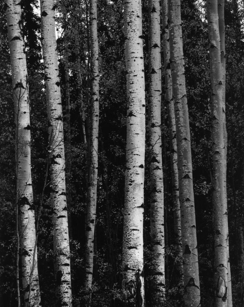 Detail of Birch Trees by Anonymous