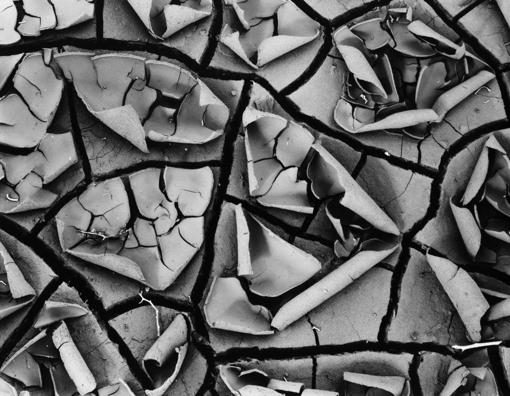 Detail of Mud Cracks by Brett Weston