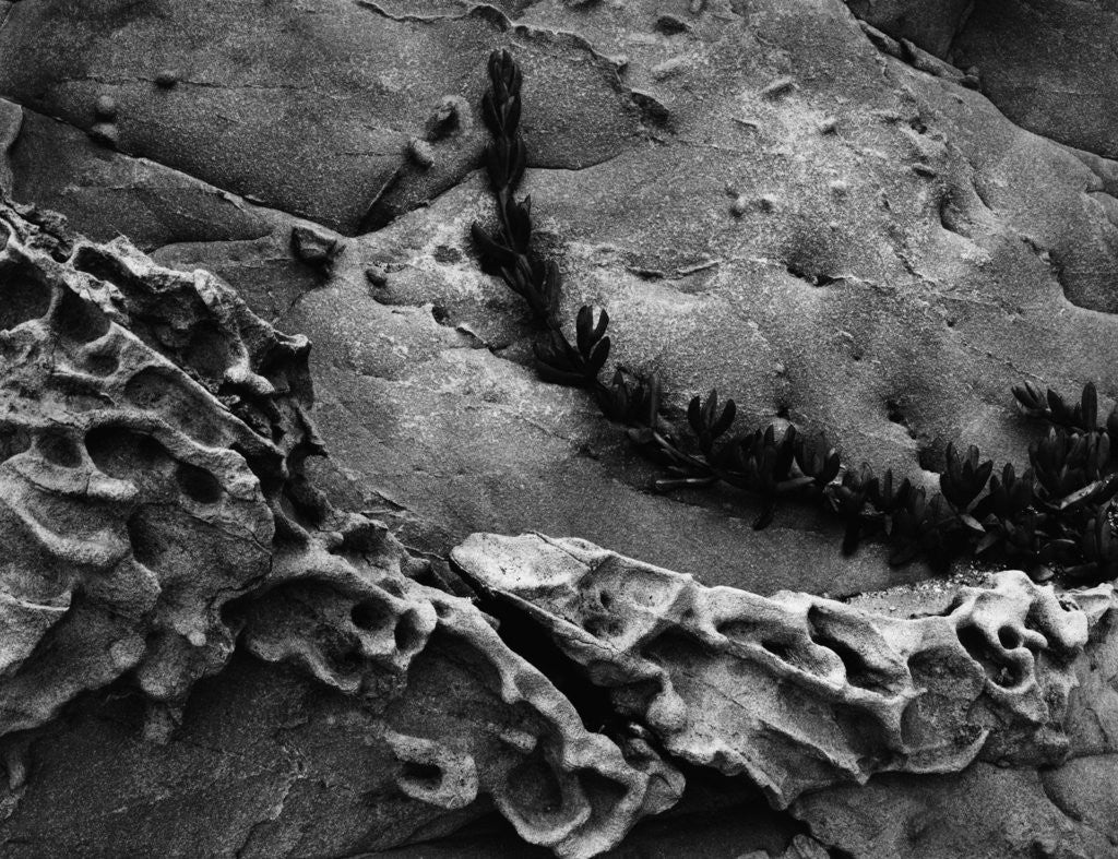 Detail of Vine on Eroding Beach Rocks by Anonymous