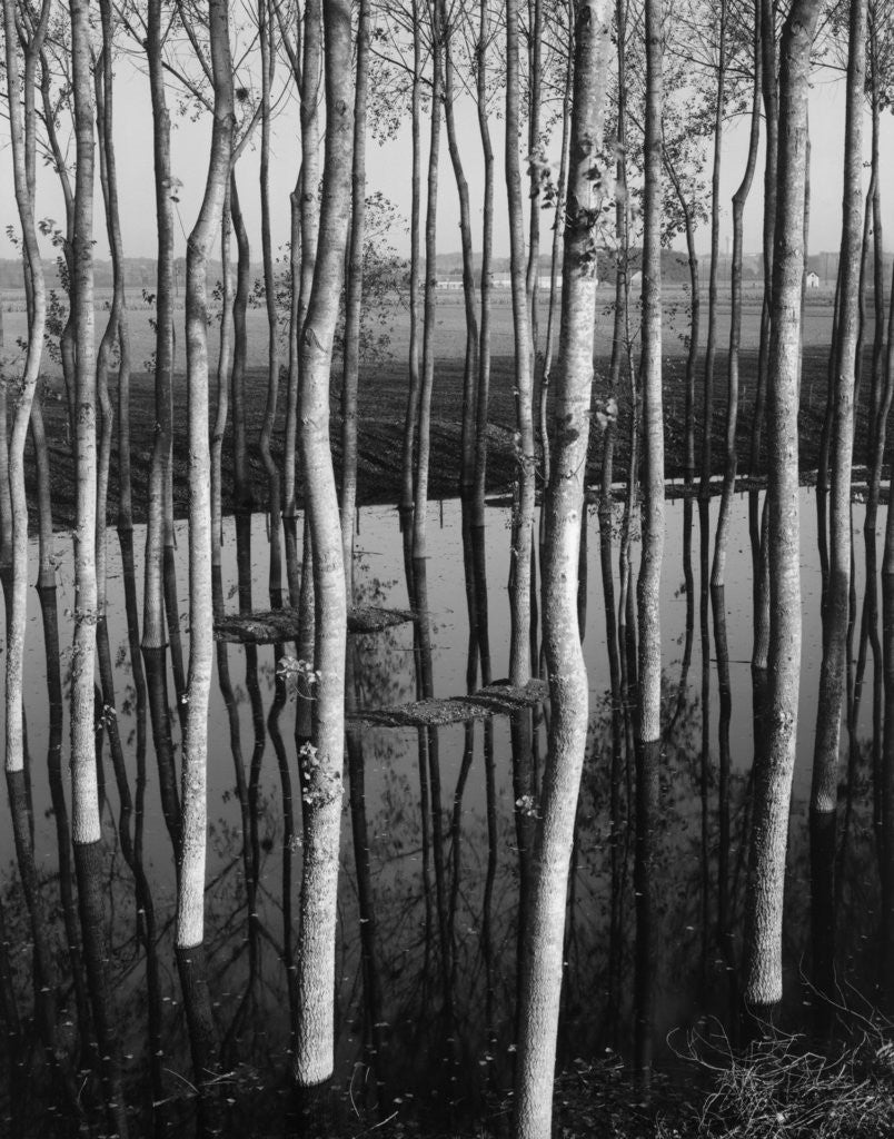 Detail of Trees in Shallow Water by Anonymous