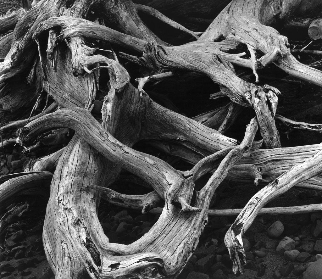 Detail of Dead Tree Roots by Anonymous